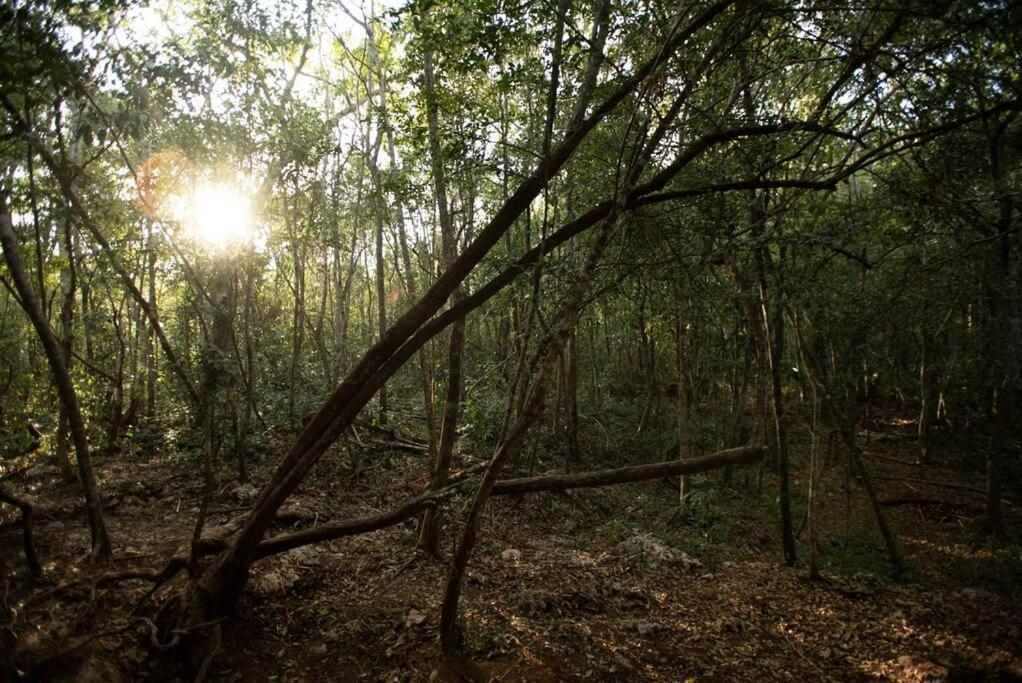 טולום Ojo De Arbol, Boutique Cabin In The Real Jungle מראה חיצוני תמונה